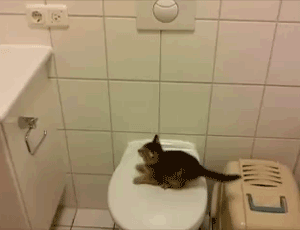 Cat as a Service thumbnail